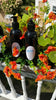 Lavender and Fraser Fir Liquid HAND SOAP. Gentle enough to use in the SHOWER. And the most perfect SHAMPOO.