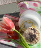MAGICAL ZIPPED BAG. Green Tea and Lemon Lotion. Citrus Pomegranate Soap. Sand and Surf Sand Dollar Soap.